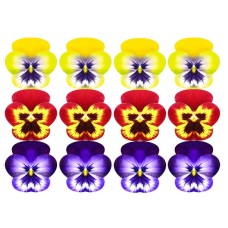 A4Pansy Vafa Panselute 30x20cm